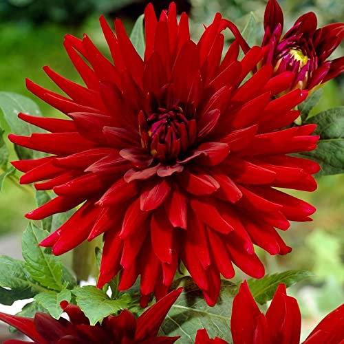 schone 1 x Xtra Large Dahlia Decorative Burning Love – Semi-Rolled Petal Blooms – Color of Love – Perennial – Summer Flowering Bulb – for Your Beautiful Garden