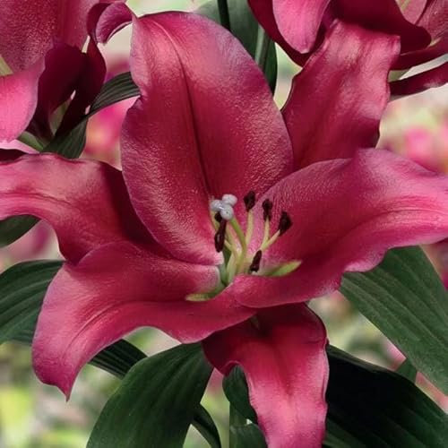 Lilienzwiebeln Baumlilie Riesenlilien Lilium Zwiebeln Onion Knollen Winterhart Frische mehrjährig duftenden Prachtblüten Hochgewachsene Lilie (Borello)