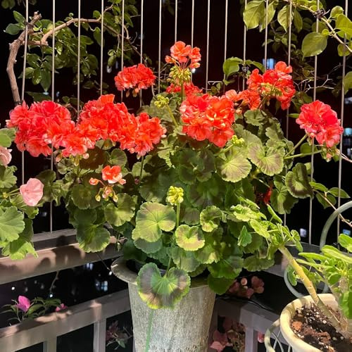 semi di geranio pendenti in vaso balcone serra interna da giardino roccioso giardino di biologiche da esterno recisi balcone decorazioni 60pcs