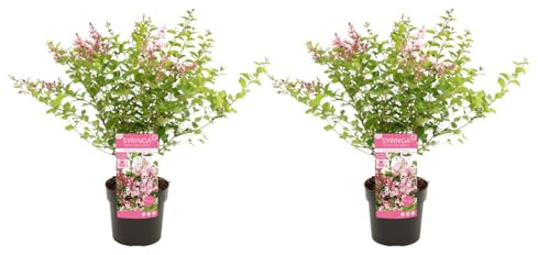 Bloomique - Set di 2 - Syringa Bloomerang Pink Perfume - Lilla - Lillà nano - Fioritura rosa - Piante da giardino - Resistenti al freddo invernale - Altezza 50-70 cm - Vaso 19 cm