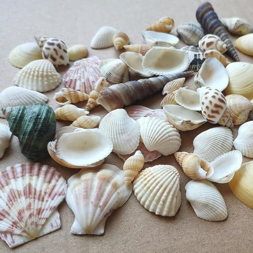 Shells Mixed, Conchas de Naturaleza, Conchas de Playa, Conchas para Manualidades, Mejillones Decorativos, Manualidades y Mezclas de decoración del hogar, Decoración de Fiestas, Bodas, Aprox. 200 g