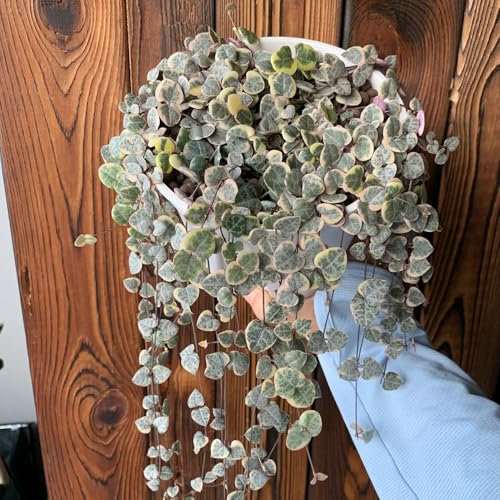 30 Pcs Leuchterblume Pflanze Samen - Luftreinigende Zimmerpflanzen, Balkon Deko (Ceropegia Woodii) Pflanzen Wand, Mini Sukkulenten Echt Gartenpflanzen Winterhart Mehrjährig Bonsai