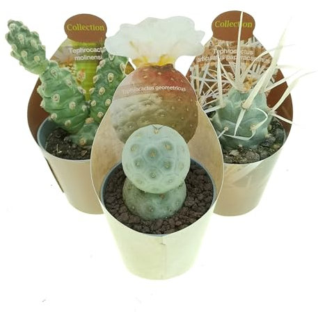 Set di 3 piante grasse vere da collezione in vasi diam. 6.5cm - Tephrocactus