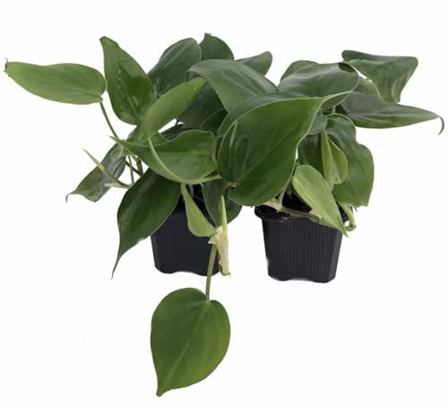 Heart Leaf Philodendron cordatum - 2 Plants - World's Easiest Houseplant-3 Pots