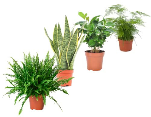 DECOALIVE Set Plantas Interior Naturales: Helecho (Nephrolepis Exaltata) Lengua de Suegra (Sansevieria) Planta del Café (Coffea Arabica) Esparraguera (Asparagus Plumosus), 8436606539354