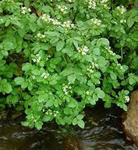 1g/500 semi di crescione