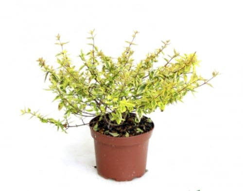 Planta natural Abelia Grandiflora, 20-30 cm. Arbusto perenne con flores blancas o rosadas, follaje colorido y fragante. Segura Garden.