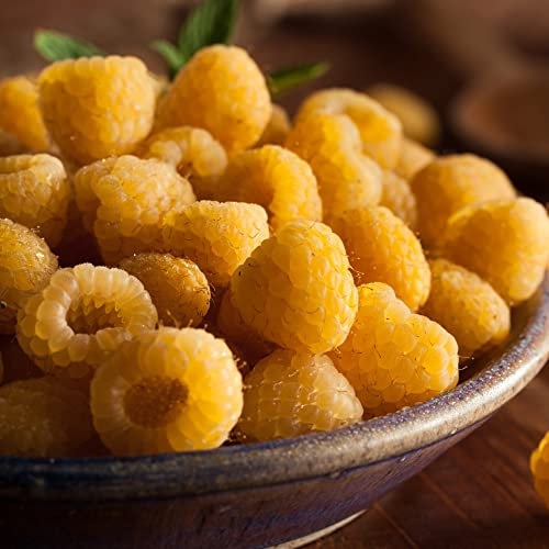 Raspberry Canes Ready to Plant 'All Gold' Autumn Fruiting Yellow Raspberries Rubus idaeus Hardy Shrub Ideal for Containers Easy to Grow Your Own Fruit Supplied As 3X Canes by Thompson and Morgan (3)