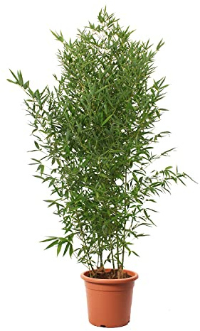 KENTIS - Bambusa Aurea con Decorazione Vaso in Juta - Bamboo Pianta Vera da Esterno - Bambù Piante per Giardino - H 170-200 cm Vaso Ø 24 cm