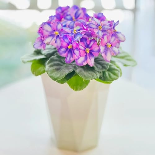 Usambaraveilchen Pflanze Samen Kaufen - balkonpflanzen-blumen zum einpflanzen bonsai topf-pflanzen winterhart draußen gartenpflanzen-dekopflanzen deko garten-pflanzen für sonnige 300pcs