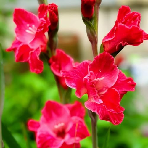 5bulbos Los de gladiolo son perennes y resistentes. decorativas, gladiolo para el jardín en resistentes