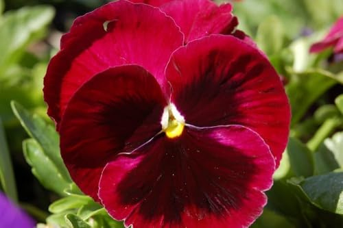 Riesen Stiefmütterchen rot 'Schweizer Riesen', Stiefmütterchen rot mit Auge (Viola Cardinal Red)
