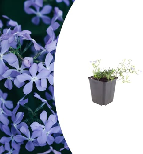 Phlox (S) 'Emerald Cushion Blue' | 6 piezas - 10-25cm - Ø9cm - Planta de jardín