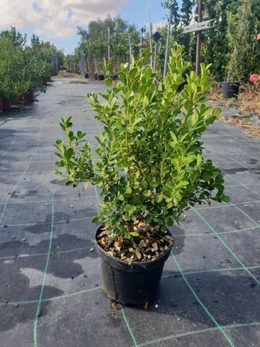 N. 10 PIANTE DI BUXUS BOSSO FAULKNER VASO CM 17 ALTEZZA 35 CM (foto reale) siepe
