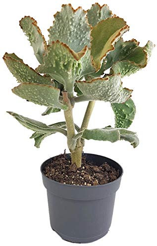 Fangblatt - Kalanchoe beharensis Klon 3 - Elefantenohr im Ø 12 cm Topf - große Zimmerpflanze - pflegeleichte Sukkulente