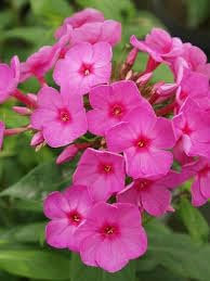 100pcs Fresh Pink Phlox Flower Seeds