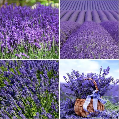 Lavendelsamen zum Pflanzen - Mehrjährige Lavendelsamen, Nicht-GMO, Erbstücksamen, Teppichartige mehrjährige Blumensamen, geeignet für Garten, Innen- und Außenbereich, 500 Samen.