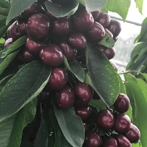 semillas de cerezo - resistentes perennes resistentes para el jardín semillas de cereza orgánicas columnar resistente bonsái - 10pcs