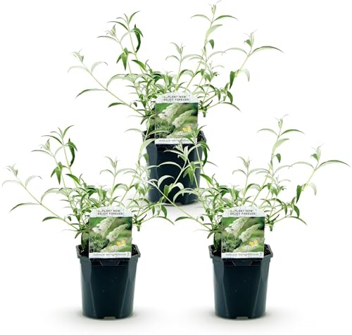 Green boutiQ - Gartenpflanze - Buddleja davidii White Profusion - Sommerflieder - Winterhart - Weiß - 3 Pflanzen - Topf 17cm - Höhe 45cm