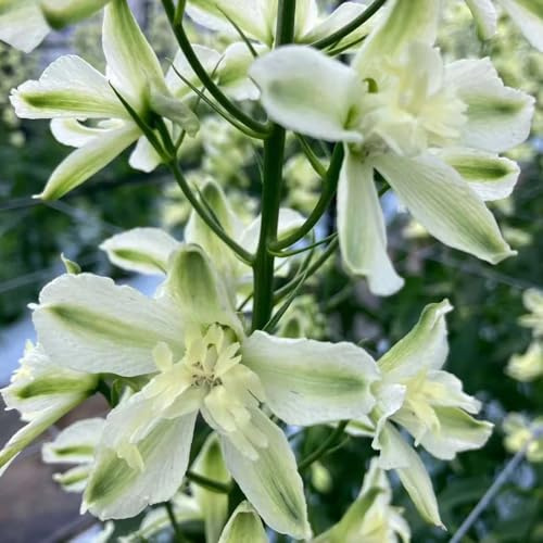 Semi di delphinium, giardino balcone resistenti tappezzante rare 450pcs