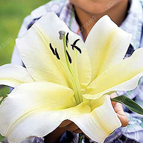 Lot de 200 graines de lys jaunes 25 couleurs