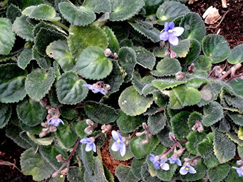 Nuovo! Trailing Violetta Africana Saintpaulia Popolare Casa Flora Appeso 10 Semi