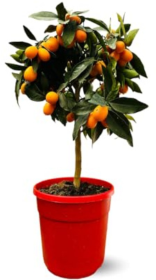 Attitude Jardin - Kumquat - fortunella margarita - agrume méditerranéen - arbre fruitier - 75-85 cm - ⌀ 22 cm