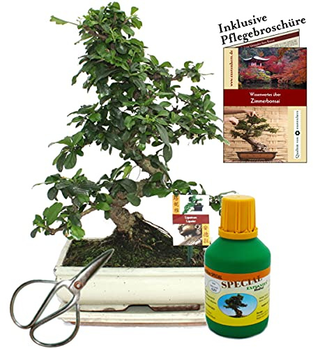 Bonsai Fukientee Carmona microphylla ca. 10 Jahre 25cm Schale Geschenk-Set mit Schere und Dünger