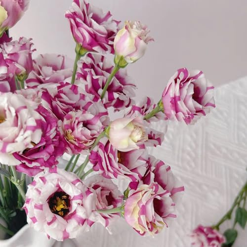 semillas de lisianthus eustoma, perennes resistentes interior exóticas Decoración jardín exteriores 600pcs