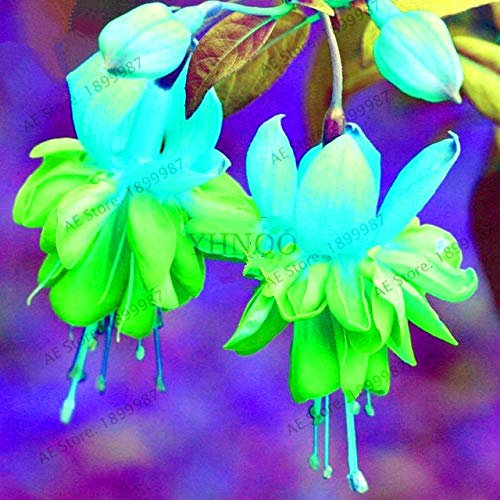 Generic Frais 100 pcs Double Pétales Fuchsia Fleurs GRAINES pour la plantation Vert ciel bleu