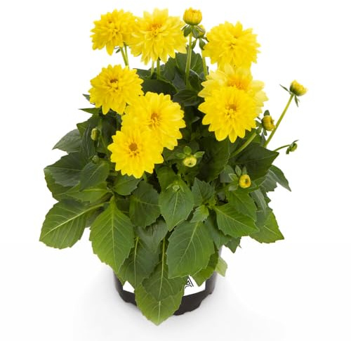 Dalia Natural Planta con Flores - Planta de Riego Moderado