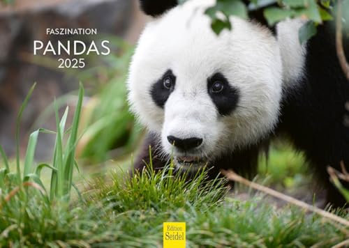 Edition Seidel Calendario Premium Fascination Pandas 2025, formato DIN A4, calendario de pared, calendario de animales, panda, oso panda, mamífero, bosque de bambú