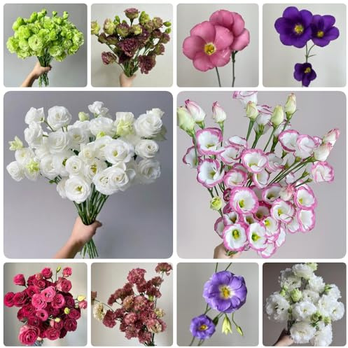 Semillas de Lisianthus, perenne decoración de jardín para exterior semillas de lisianto de jardín 500pcs