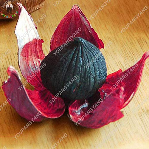 Sump Fresh 100 pezzi di semi di ortaggi all'aglio per piantare il nero 1