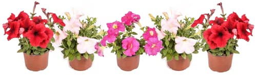 Plantas de Exterior Petunias Set de 5 Flores de Colores