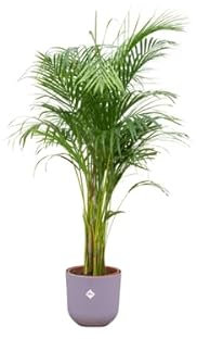 Offerta combinata – Palma Areca con elho Jazz Round lilla, Ø 26 – 140 cm