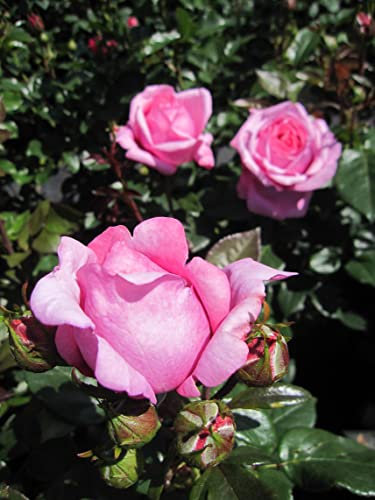 Edelrose Desiree ® - Rosa Desirèe- Tantau Rose - ADR Rose