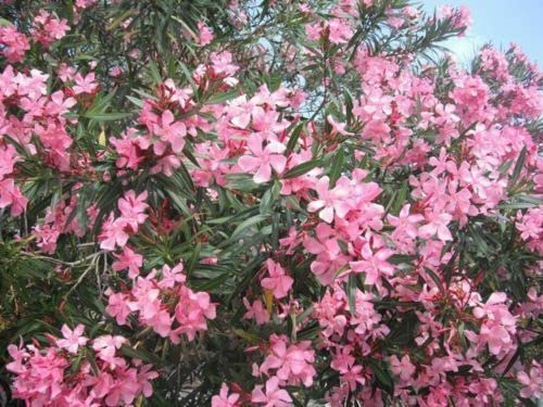 50 Semi di NERIUM OLEANDER OLEANDRO Rose