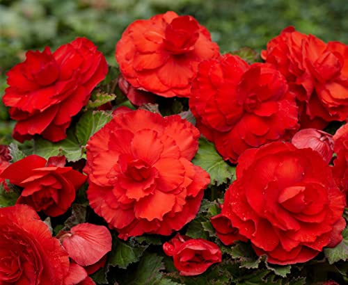 (2) Supreme Flowering Red Superba Begonia Bulbs