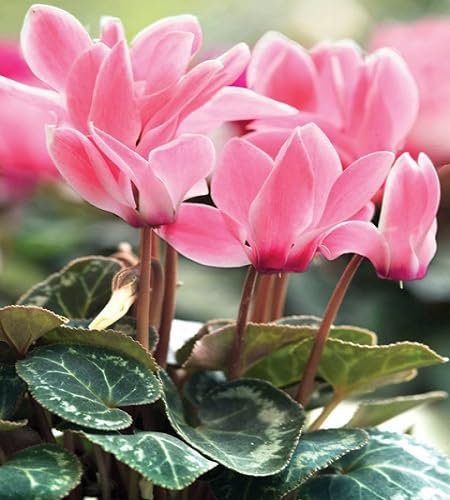 Nouvelles graines de fleurs de cyclamen fraîches 100 pièces