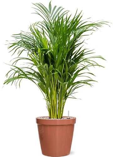 Areca Palm dypsis lutescens Plant in 12cm Pot - 40-50cm Tall - Air Purifying houseplant