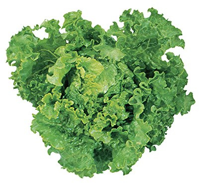 Burpee Green Ice Lettuce Seeds 1000 seeds