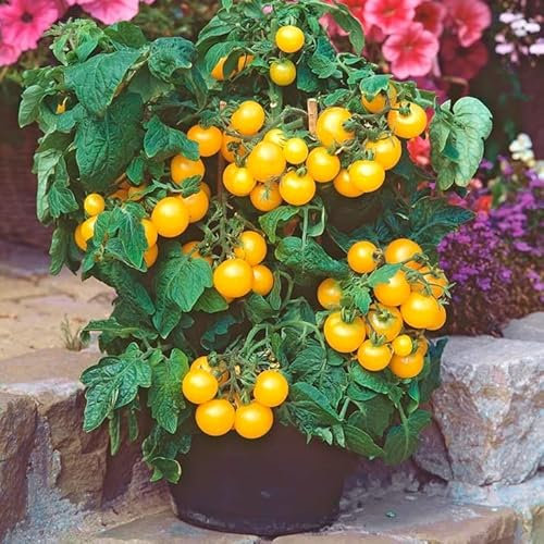 Tomato Seeds Golden Nugget - Heirloom Yellow Cherry Tomato Plant Seed