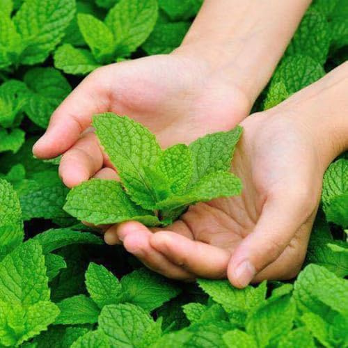 zitronenmelissesamen schnelle anwachsphase seltene 500pcs
