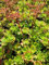 Sibirische Fetthenne Immergrünchen - Sedum hybridum Immergrünchen Stückzahl Rabatt 3er-Paket