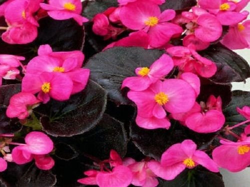 Graines de bégonia enrobées Graines de bégonia enrobées de cire de rose chocolat Paquet de 100 graines