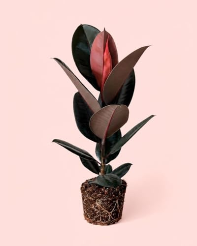 PUR PLANT Ficus Elástica Abidjan | Árbol del Caucho Borgoña | Planta Natural de Interior y Exterior | Maceta Ø17 cm