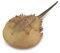 Hufeisenkrebs - XL - 88905 - Collecta - Sammelfigur (Deqube 90188905)