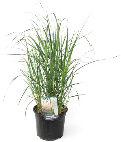 Plant in a Box - Panicum virgatum 'Heavy Metal' - Erba da dito - Erba ornamentale - Pianta da giardino - ⌀ 23 cm - Altezza 40-60 cm