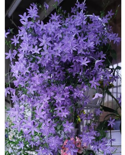 Semillas de campanilla - Campanula Medium,Decoración de jardín para exteriores,colorida semillas de perennes resistentes resistentes para exterior 450pcs